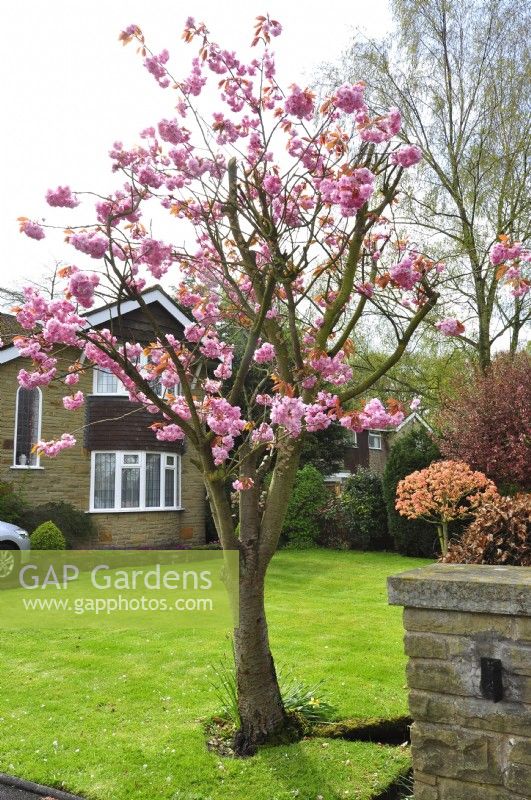 Prunus serrulata avec des fleurs roses intenses dans le jardin de devant au début du printemps. Avril 