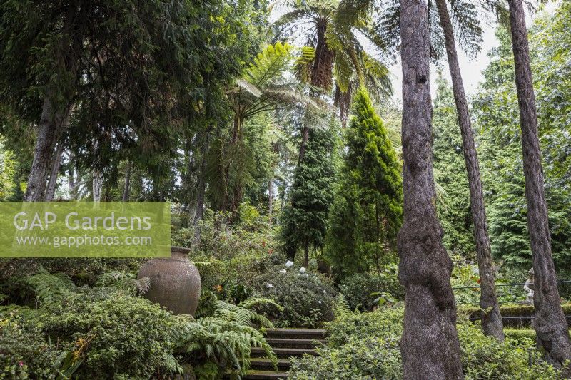 Un grand pot en terre cuite situé dans une plantation tropicale, à côté de quelques marches. Jardins du Monte Palace, Madère 