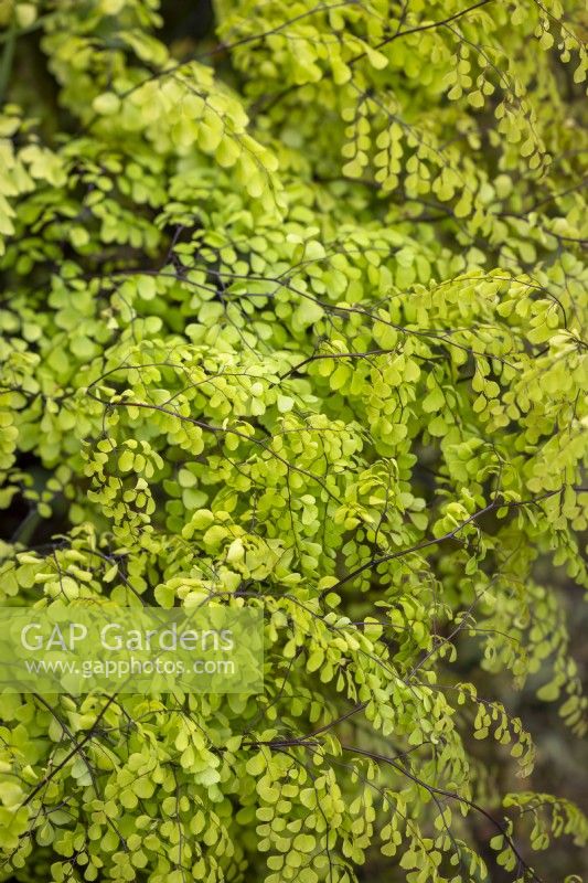 Adiantum venustum - Fougère maidenhair à feuilles persistantes 