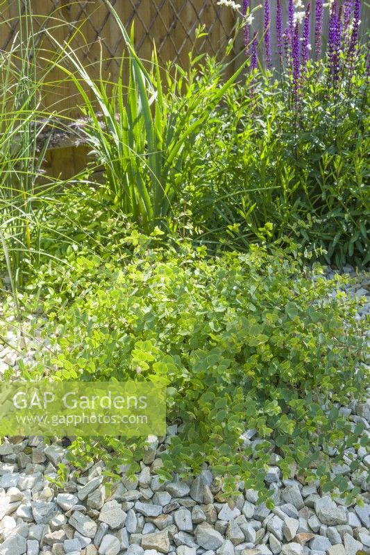 Origanum 'Kent Beauty' dans un jardin contemporain avec Salvia nemorosa 'Caradonna', Eryngium agavifolium et Gaura lindheimeri 'Whirling Butterflies'. Des éclats de pierre recouvrent la surface du sol. Juin 
