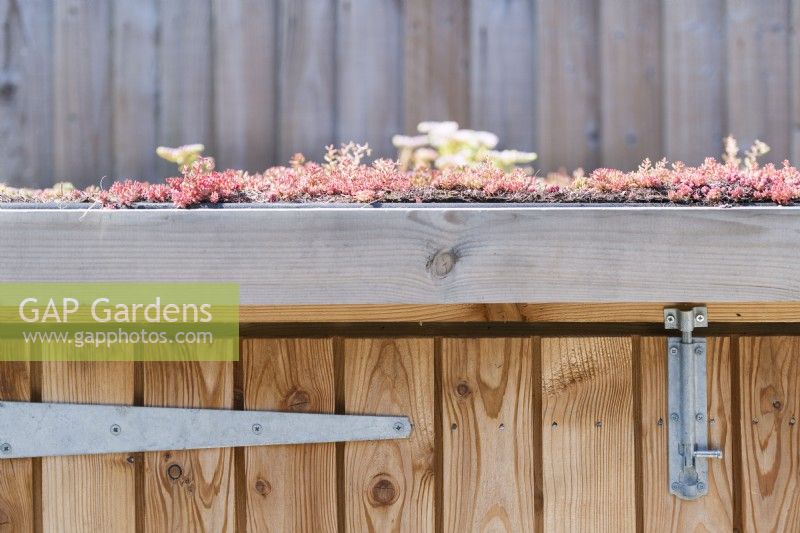 Sedums plantés sur un toit vert d'un magasin de jardinage en bois sur mesure dans un jardin de ville contemporain. Juin. 