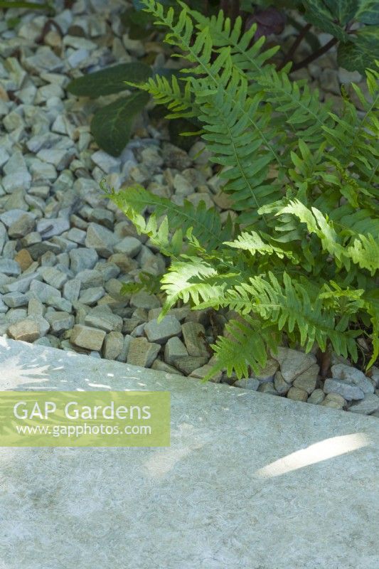 Polypodium vulgare. Détail d'une fougère à feuilles persistantes plantée à côté d'un pavage calcaire avec des gravillons calcaires recouvrant la surface du sol. Juin 