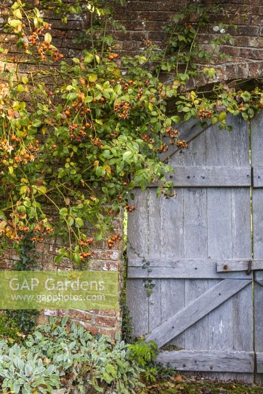 Vieilles portes en bois dans un jardin clos encadré par Rosa la généreuse jardinière = 'Ausdrawn', avec de grosses hanches orange en octobre 