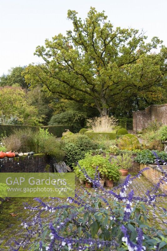 Petit jardin à la française avec buis et ifs taillés, un groupe de pots en argile plantés de géraniums parfumés et un vieux chêne en toile de fond en octobre 