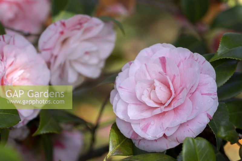 Camellia japonica 'Clotilde' syn. 'Principessa Clotilde', 'Princesse Clotilde'.Parco delle Camelie, Camellia Park, Locarno, Suisse 
