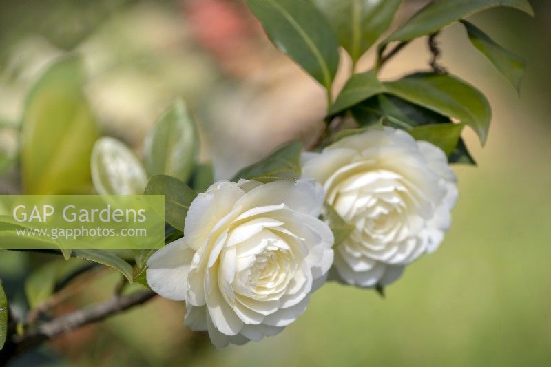 Camellia japonica 'Dahlonega' - syn 'Golden Anniversary'.Parco delle Camelie, Camellia Park, Locarno, Suisse 