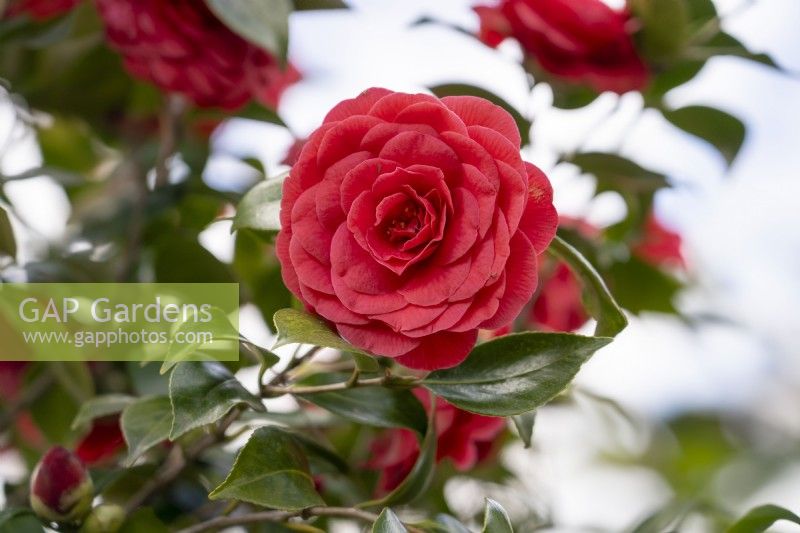 Camellia japonica 'Glen 40', 'Coquetti'.Parco delle Camelie, Camellia Park, Locarno, Suisse 