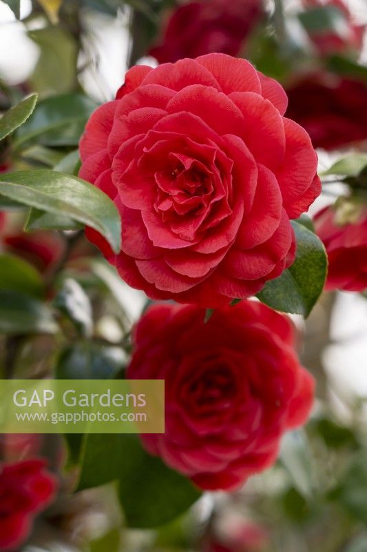 Camellia japonica 'Glen 40', 'Coquetti'.Parco delle Camelie, Camellia Park, Locarno, Suisse 