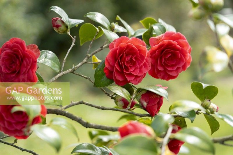 Camellia japonica 'Glen 40', 'Coquetti'.Parco delle Camelie, Camellia Park, Locarno, Suisse 