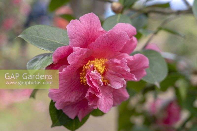 Camélia 'Milo Rowell'.Parco delle Camelie, Camellia Park, Locarno, Suisse 