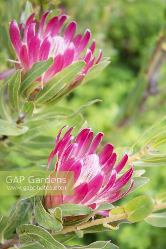 Protea compacta - Protea de la rivière Bot - juillet 