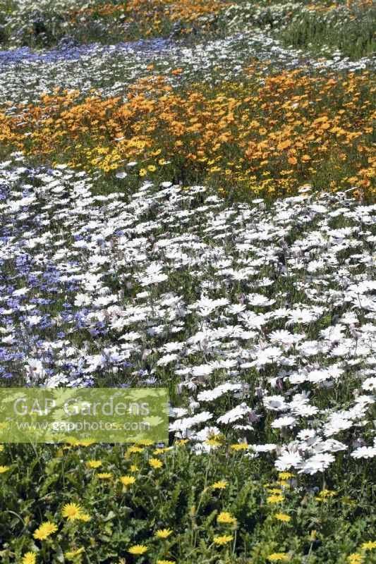 Ursinia calenduliflora - Namaqua Parachute Daisy et Dimorphotheca pluvialis - Rain Daisy - Cape Daisy et Felicia hétérophylla - True Blue Daisy et Arctotis acaulis - septembre 