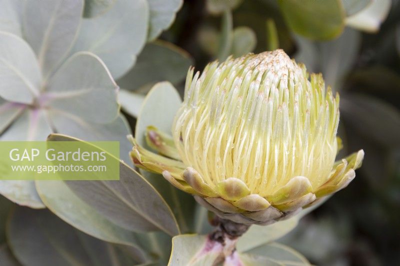 Protea nitida - Arbre des wagonniers - Juillet 