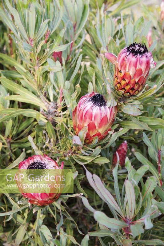 Protea Pinita - longifolia x magnifica - juillet 