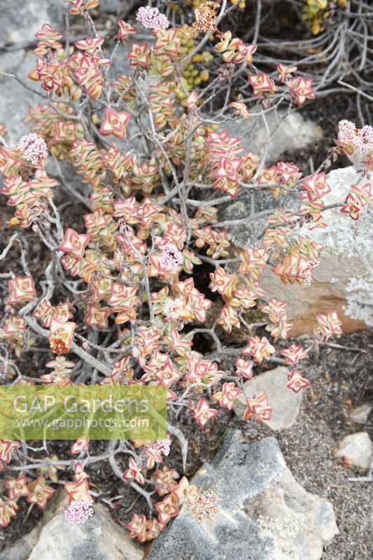 Crassula rupestris - Plante Concertina - Octobre 