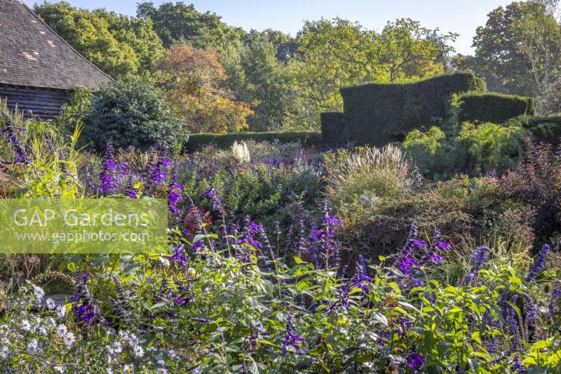 Le jardin de la grange en automne avec Salvia 'Amistad' au premier plan 