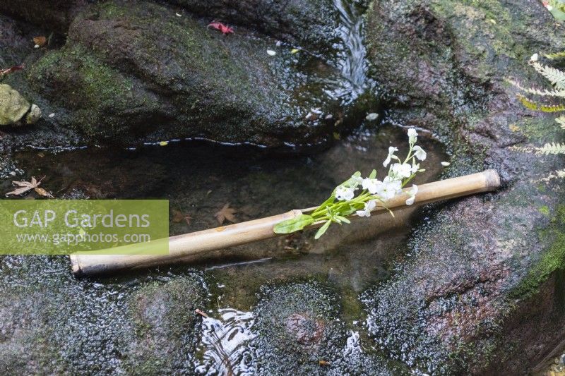 Tige d'arbuste à fleurs blanches placée dans un poteau de bambou sur le bord en pierre d'un plan d'eau dans une cour. 