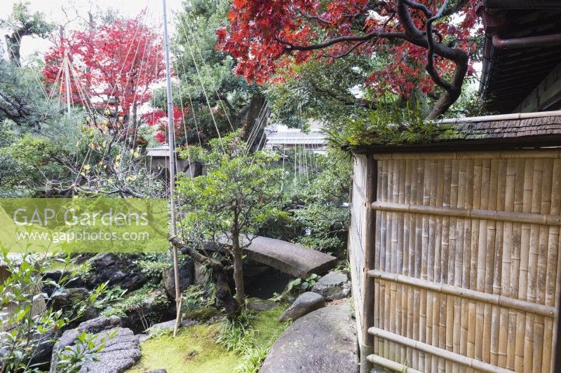 Vue sur jardin avec arbuste entouré d'une corde et d'un wigwam en bambou comme protection contre les dommages causés par la neige. C'est ce qu'on appelle Yukitsuri. Acers en couleur d'automne. Pont de pierre traversant le ruisseau. Clôture en bambou à droite. 