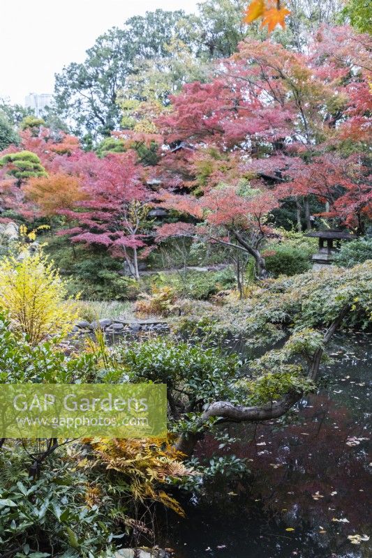 Vue large sur le jardin sur un étang avec des conifères et plusieurs arbres et arbustes aux couleurs automnales. 