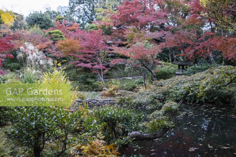 Vue large sur le jardin sur un étang avec des conifères et plusieurs arbres et arbustes aux couleurs automnales. 