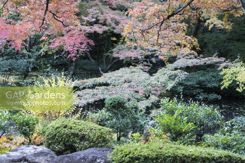 Vue large sur le jardin avec des conifères et plusieurs arbres et arbustes aux couleurs d'automne. 