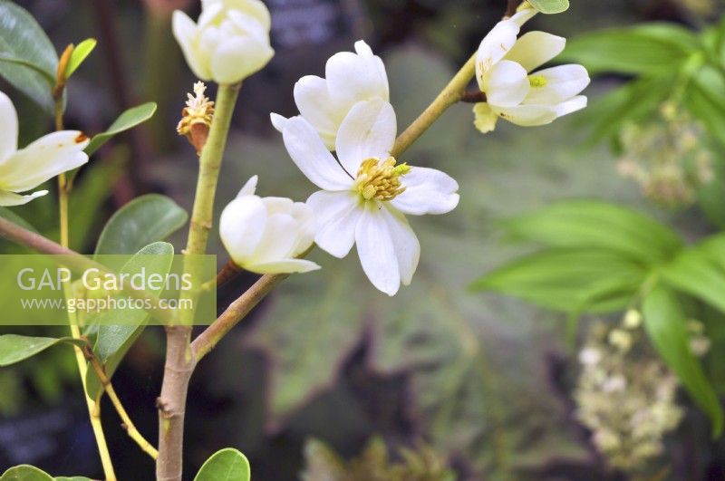 Fleurs blanc crème de Magnolia laevifolia Minnie Mouse, Michelia yunnanensis. Avril 