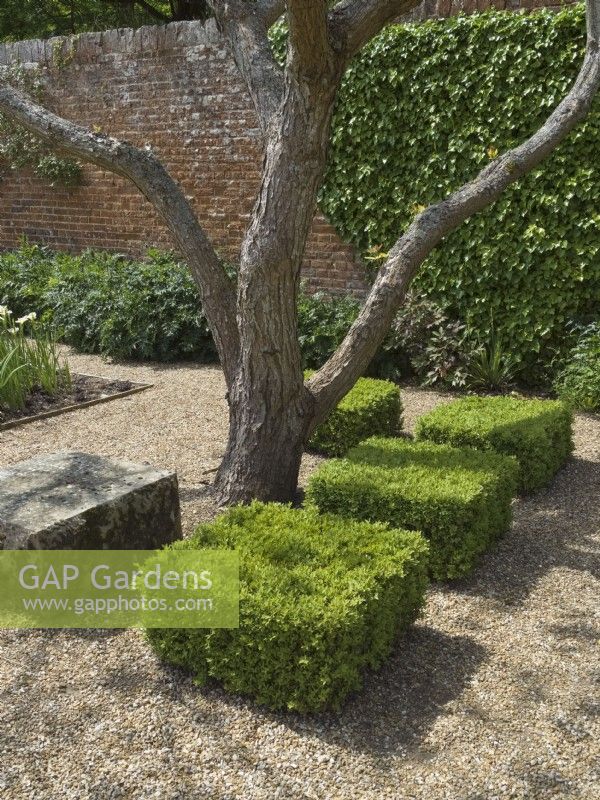 Carrés de buis coupés avec Catalpa dans un jardin moderne et formel 