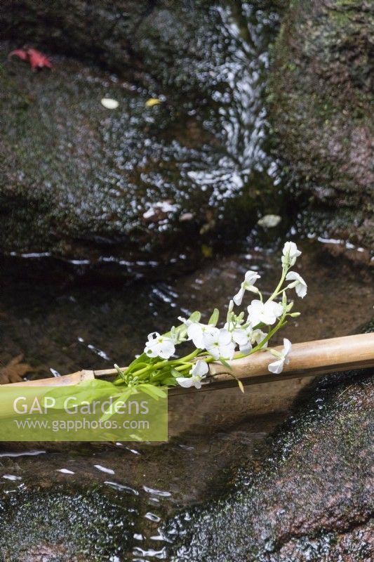 Tige d'arbuste à fleurs blanches placée dans un poteau de bambou sur le bord en pierre d'un plan d'eau dans une cour. 