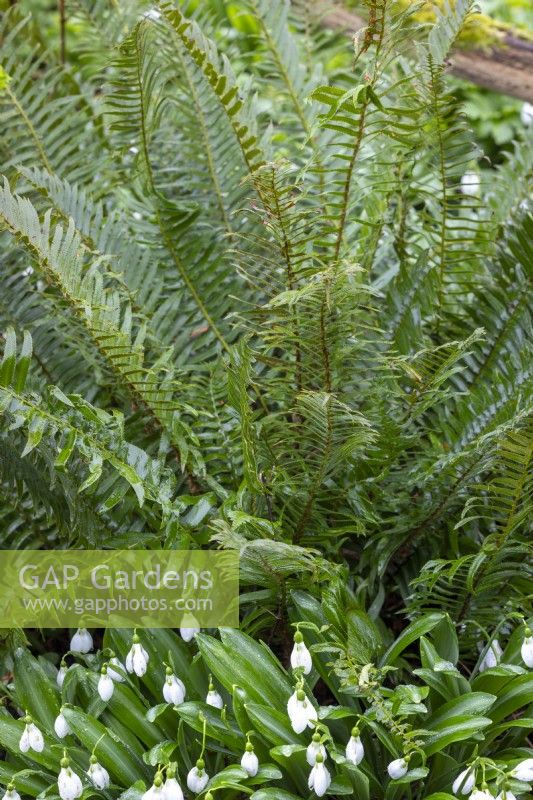 Polystichum munitum - Fougère épée occidentale - avec perce-neige 