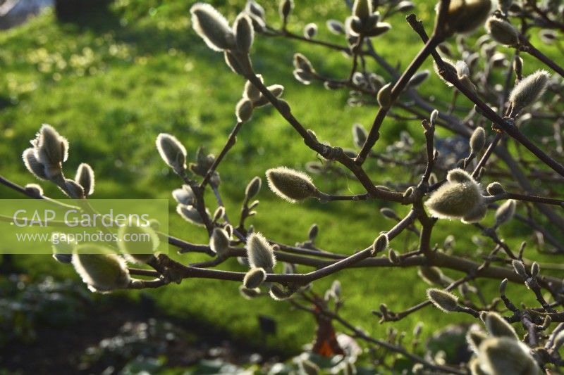 Bourgeons non fleuris, chatons de Magnolia loebneri Dwarf no1. Janvier 