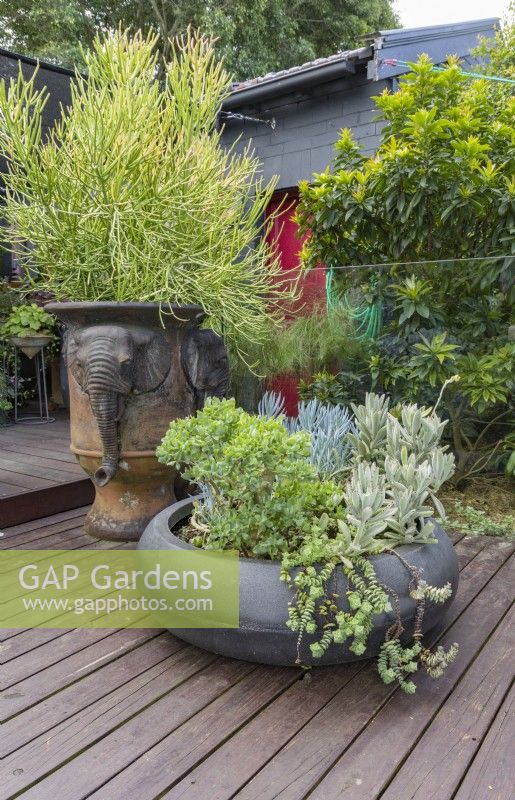 Grand pot de jardin en terre cuite décoré de têtes d'éléphants plantées d'Euphorbia, de Firesticks et d'un bol en forme de plat avec des plantes grasses sur une terrasse en bois. 