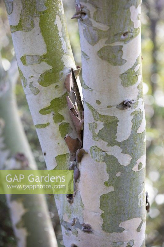 Eucalyptus pauciflora subsp. niphophila, février 