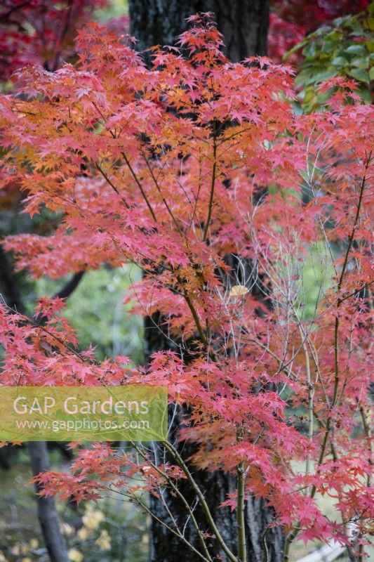 Acer en couleur d'automne. 