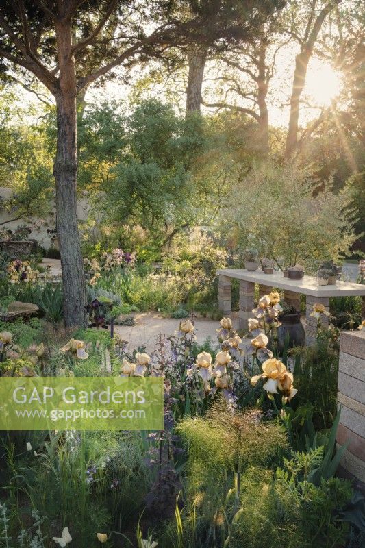 Lumière de l'aube sur le jardin de paysages Nurture 2023 de Sarah Price pour RHS Chelsea, mettant en vedette des iris Pinus sylvestris et Benton ainsi que des matériaux récupérés. 