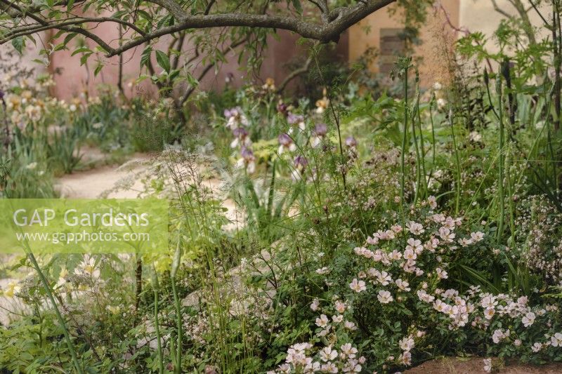 Dérives de plantation, y compris couvre-sol de Rosa nozomi dans le jardin 2023 de Sarah Price pour RHS Chelsea, Nurture Landscapes 