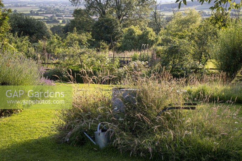 Yorkshire Fog, Holcus lanata et Ox Eye Daisies dans la zone de prairie de fleurs sauvages de la pelouse du jardin, pots d'eau galvanisés cachés à l'intérieur 