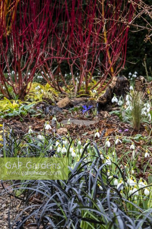 Une exposition hivernale de perce-neige, de cornus et d'Ophiopogon planiscapus 'Nigrescens' au Picton Garden. 