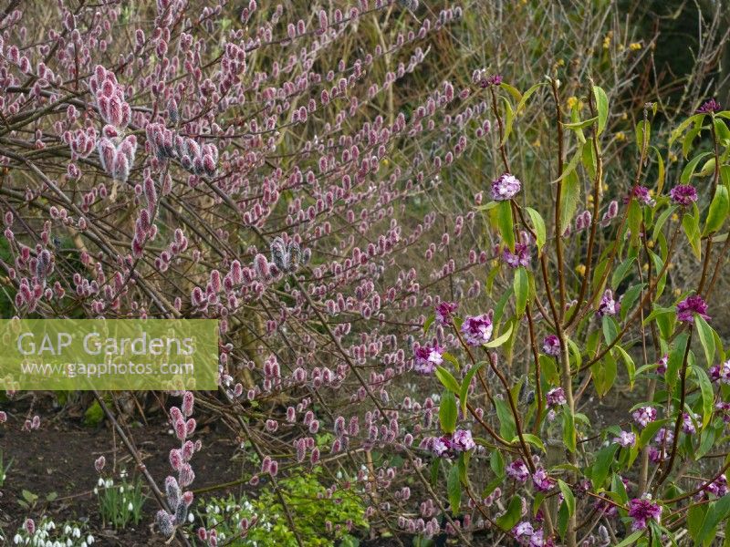 Salix gracilistyla 'Mount Aso' - chatons poilus de saule et Daphné bhuola en fleur hiver février 