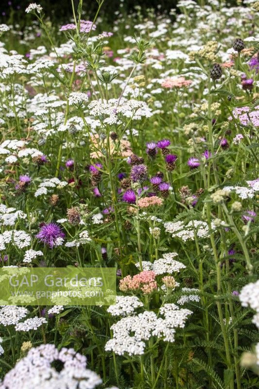 Achillea millefolium et centaurées communes dans une prairie vivace. 