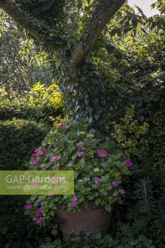 Grand hortensia Lacecap en pot sous les arbres ombragés 