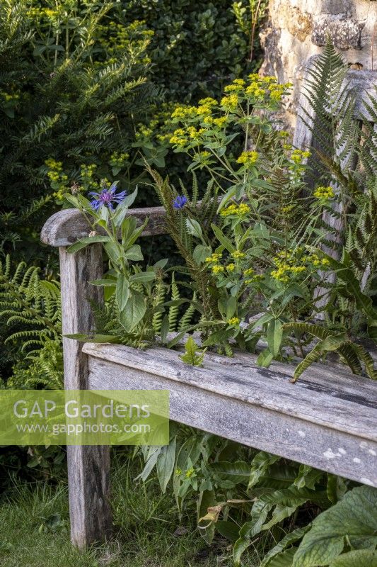 Banc de jardin en bois recouvert de fleurs, de centaurées, de fougères et d'euphorbes 