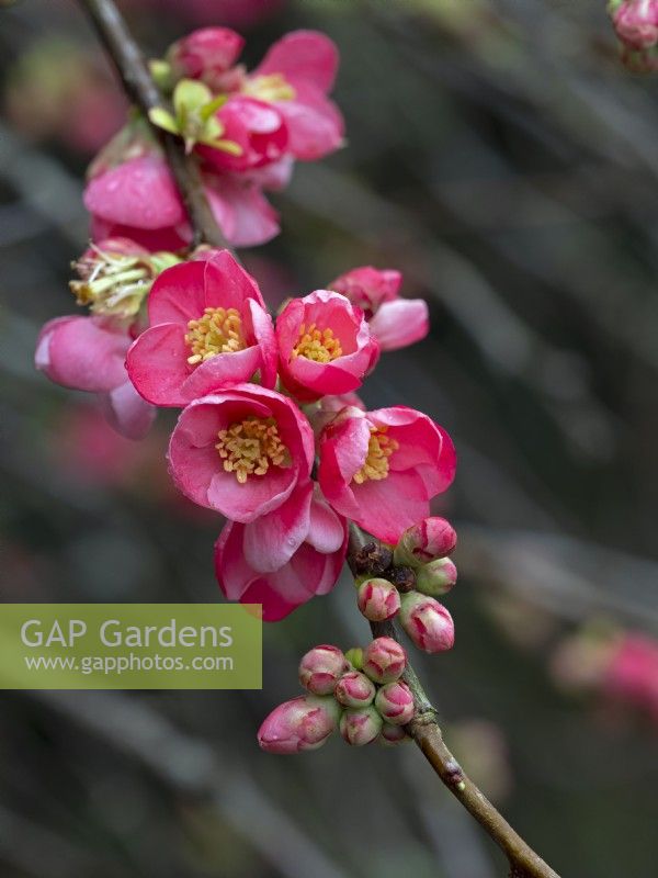 Chaenomeles speciosa fleur de coing japonais mi-février 