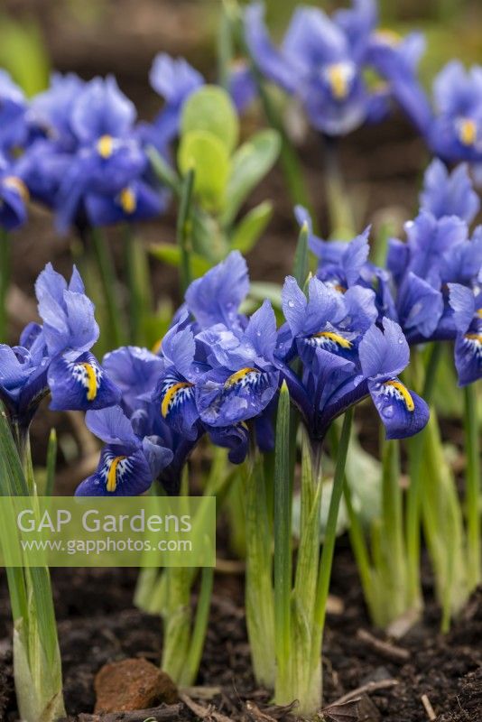 Fleurs bleues d'Iris reticulata tachetées de gouttes de pluie. 