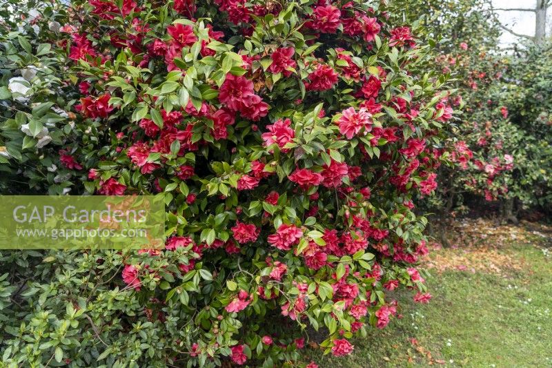 Camellia x williamsii 'Coral Delight'.Parco delle Camelie, Camellia Park, Locarno, Suisse 