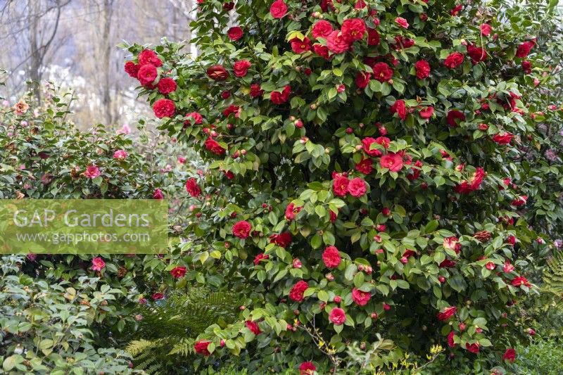 Camellia japonica 'Grand Sultan'.Parco delle Camelie, Camellia Park, Locarno, Suisse 