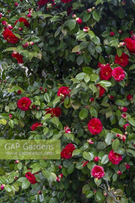 Camellia japonica 'Grand Sultan'.Parco delle Camelie, Camellia Park, Locarno, Suisse 