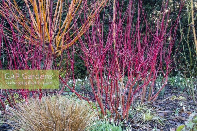 Une exposition hivernale de tiges colorées au Picton Garden avec Cornus alba 'Westonbirt' et Salix alba 'Golden Ness''. 