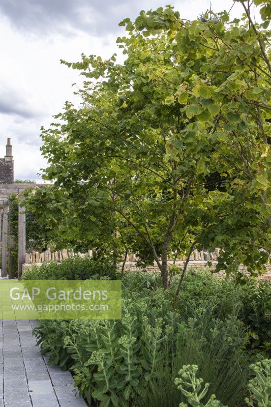 Tilia cordata 'Winter Orange' planté d'hylotéléphium herbacé avec un mur de pierre des Cotswolds derrière et un chemin pavé à côté. 