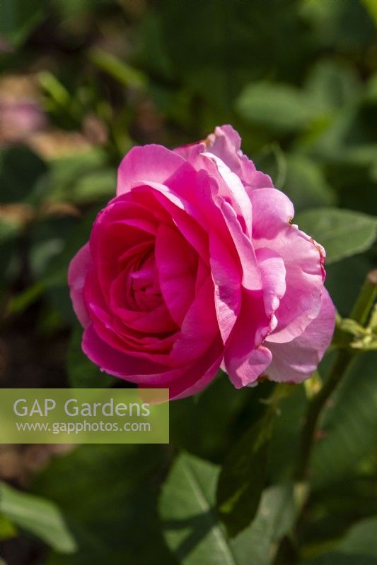 Rosa 'Gertrude Jekyll' - Ausbord - Juin 