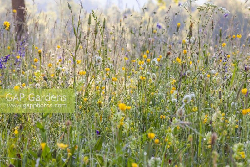 Prairie de fleurs sauvages avec Trifolium montanum - Trèfle des montagnes et Ranunculus acris - Renoncule des prés. 